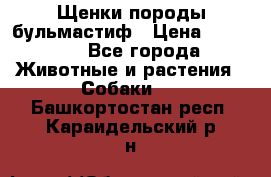 Щенки породы бульмастиф › Цена ­ 25 000 - Все города Животные и растения » Собаки   . Башкортостан респ.,Караидельский р-н